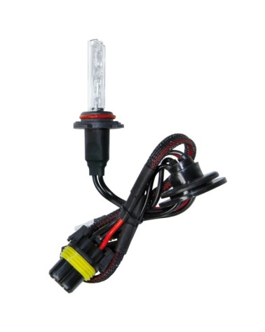 12 24V Lampadina HID Xenon 6.000K - H10 - 1 pz  - Scatola