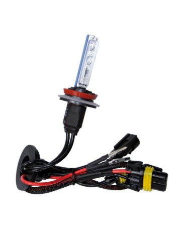 12 24V Lampadina HID Xenon 6.000K - H9 - 1 pz  - Scatola